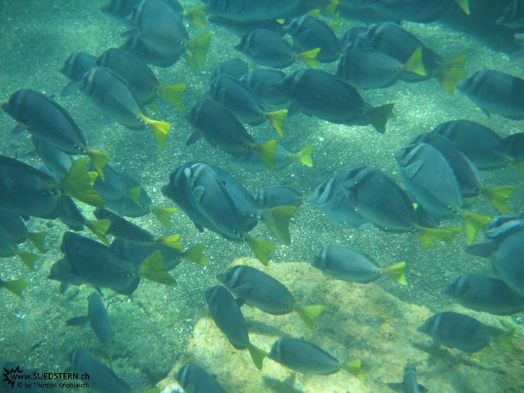 Yellow-tailed Surgeonfish - Underwater Galapagos 2010 -DSCN5800